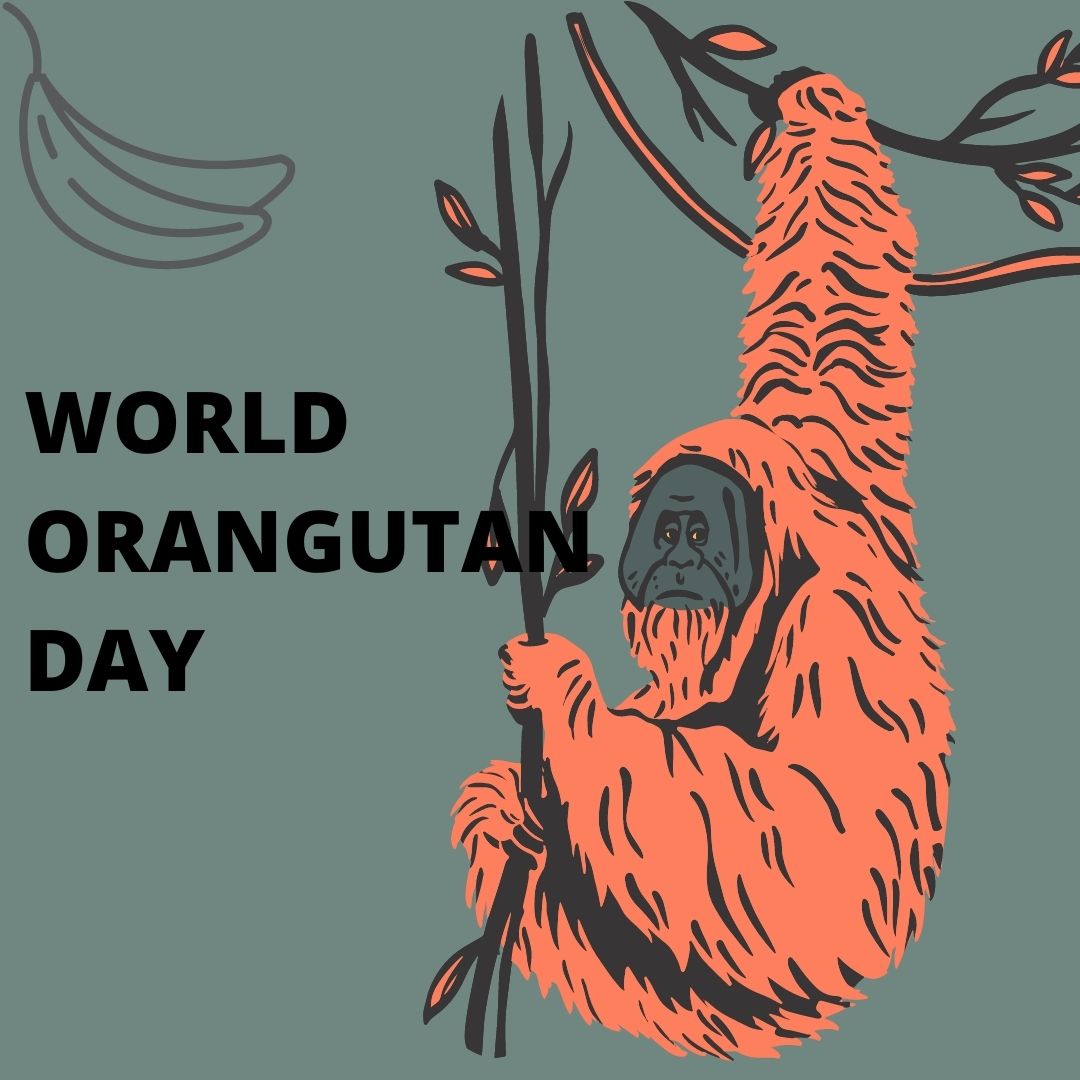 Asia’s Great Apes, Orangutans🦧