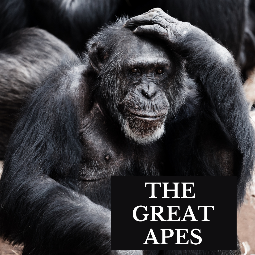 The Great Apes