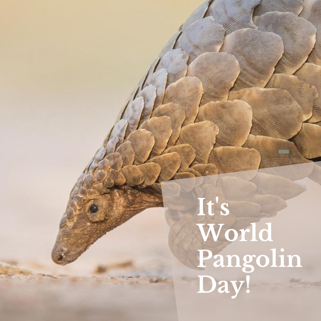 It's World Pangolin Day!