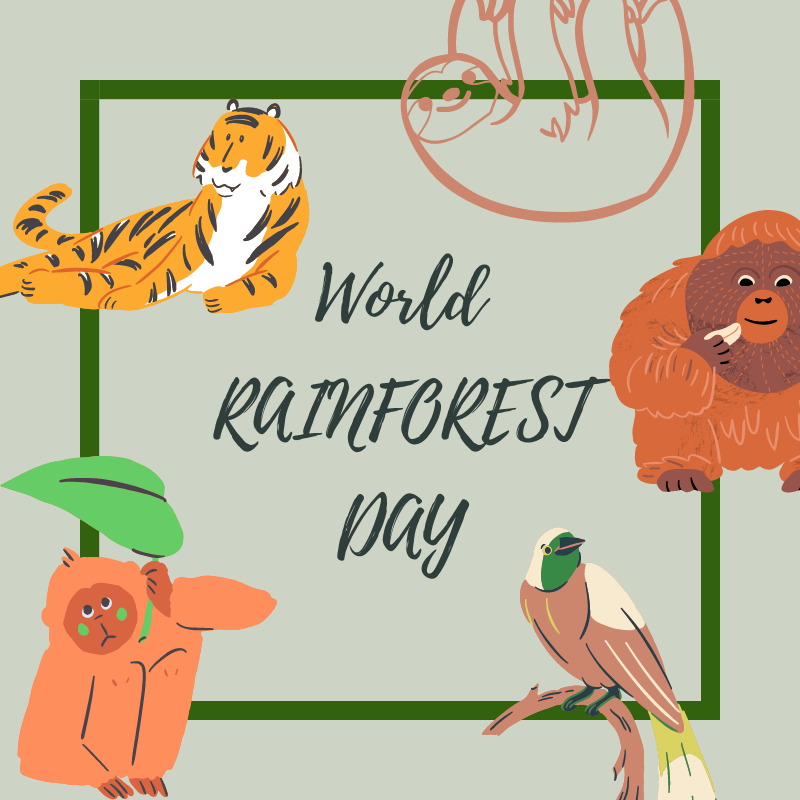 Amazing Rainforest Animals